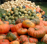 squash_pile_of
